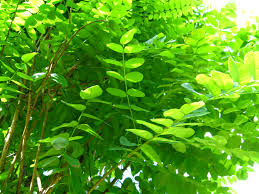 robinia umbraculifera(acacia de bola)-1829