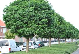 robinia umbraculifera(acacia de bola)-1827