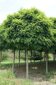 robinia umbraculifera(acacia de bola)-0