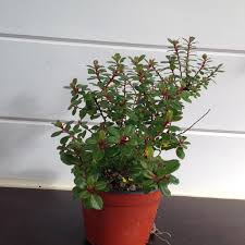 escalonia-0