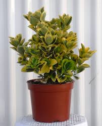 evonimus aurea ,japonica,media picta ,puchelus.-0