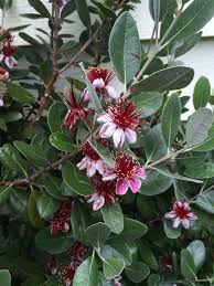 feijoa sellowiana-0