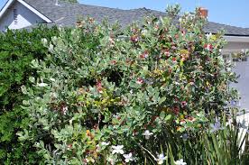 feijoa sellowiana-1883