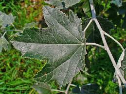 populus alba(álamo blanco nítida)-1798