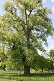 populus boleana(chopo)-0