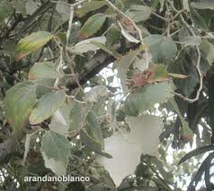 populus boleana(chopo)-1802