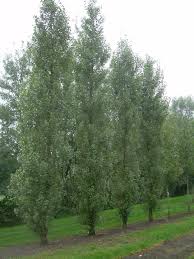 populus nigra italica(chopo lombardo)-1803