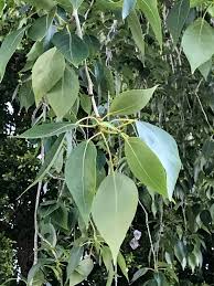 populus simoni-1806