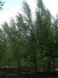 populus simoni-0