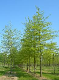 quercus palustris-0