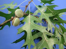 quercus palustris-1813