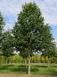 quercus petrea-0