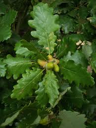 quercus petrea-1817