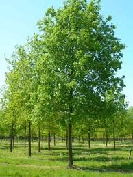 quercus robur-0