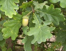 quercus robur-1819