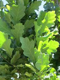 quercus robur-1820