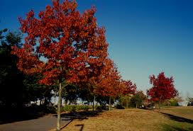 quercus rubra -0