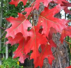 quercus rubra -1821