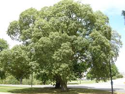 quercus suber (Alcornoque)-0