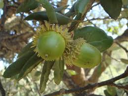 quercus suber (Alcornoque)-1812