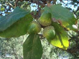 quercus suber (Alcornoque)-1810