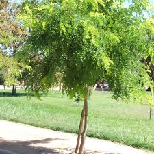 Robinia casque rouge-1824