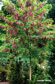 Robinia casque rouge-0