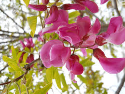 Robinia casque rouge-1823