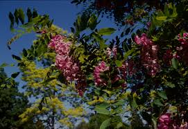 Robinia casque rouge-1826