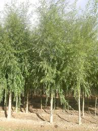salix alba(sauce)-1831
