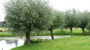 salix alba(sauce)-0