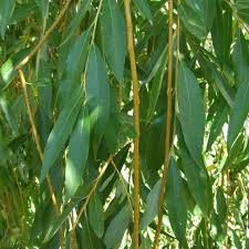salix alba(sauce)-1830