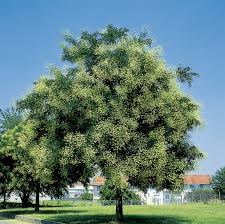 shopora japonica -0