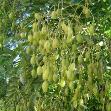 shopora japonica -1835