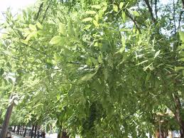shopora japonica -1836