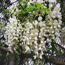 shopora japonica -1834