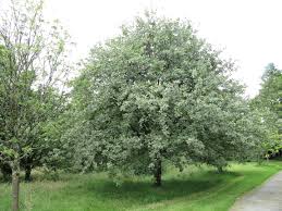 sorbus aria-0