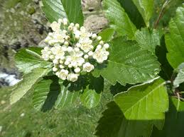 sorbus aria-1842