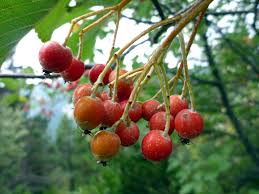 sorbus aria-1845