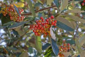 sorbus aria-1844