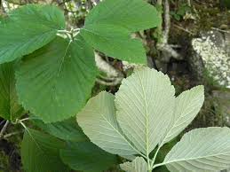 sorbus aria-1841
