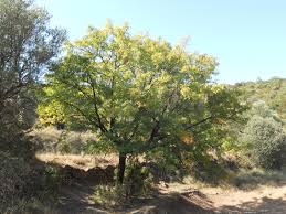 sorbus domestica-0