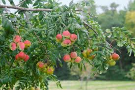sorbus domestica-1846