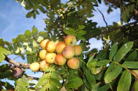 sorbus domestica-1847