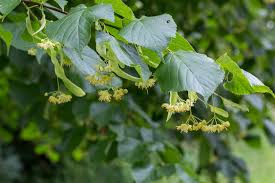 tilia platyphillos cordata-0