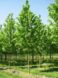 tilia platyphillos cordata-1854