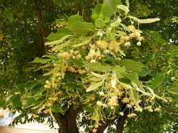 tilia platyphillos cordata-1855