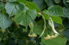 tilia platyphillos cordata-1852