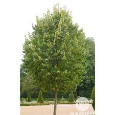 tilia tomentosa-0