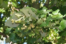tilia tomentosa-1858